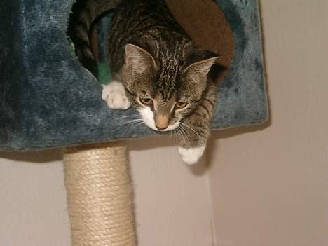 Blanding af racer Dulle - Hmm der er altså lidt langt ned. billede 2