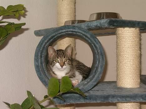 Blanding af racer Dulle - Ligger lige og nyder udsigten billede 3