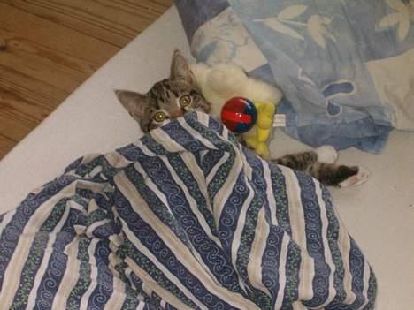 Blanding af racer Dulle - Det er dejligt at ligge under dynen og snue billede 4