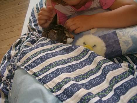 Blanding af racer Dulle - Bare 5 minutter mere billede 5