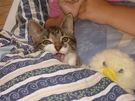 Blanding af racer Dulle - Er du også træt lille and? billede 6