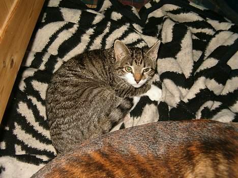 Blanding af racer Dulle - Lige om lidt Springer jeg på dig Nelzon billede 7