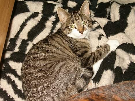 Blanding af racer Dulle billede 8