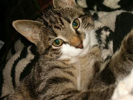 Blanding af racer Dulle - Se hvor flot jeg er billede 9