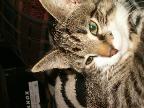 Blanding af racer Dulle billede 10