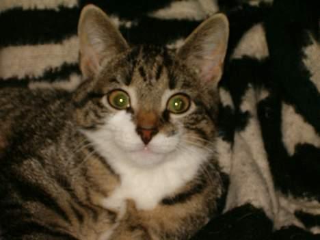 Blanding af racer Dulle - What? billede 11