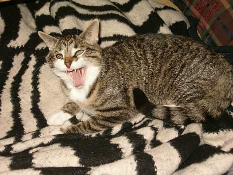 Blanding af racer Dulle - Pas på jeg er en farlig dræber kat billede 12