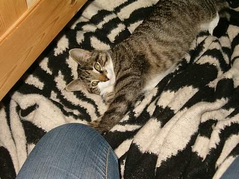 Blanding af racer Dulle billede 13