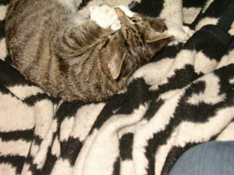 Blanding af racer Dulle billede 14