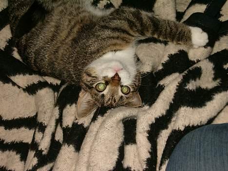 Blanding af racer Dulle billede 15