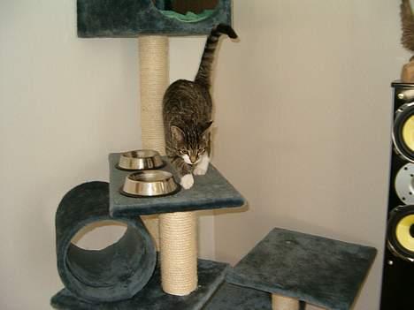 Blanding af racer Dulle billede 16