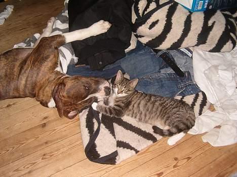 Blanding af racer Dulle billede 17