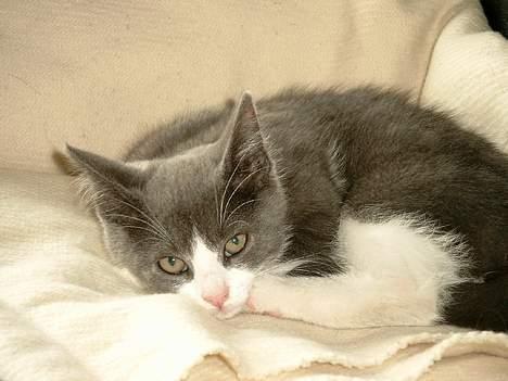 Blanding af racer puller billede 1