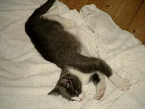 Blanding af racer puller billede 2