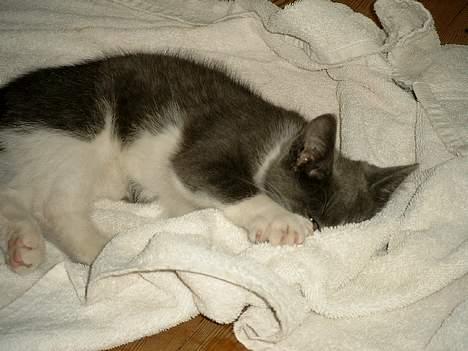 Blanding af racer puller billede 3