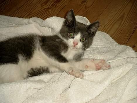 Blanding af racer puller billede 4