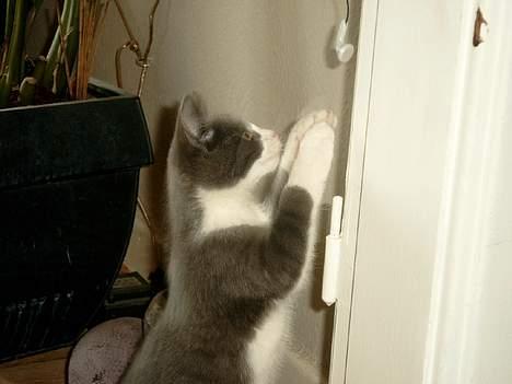 Blanding af racer puller billede 5