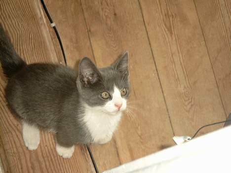 Blanding af racer puller billede 6