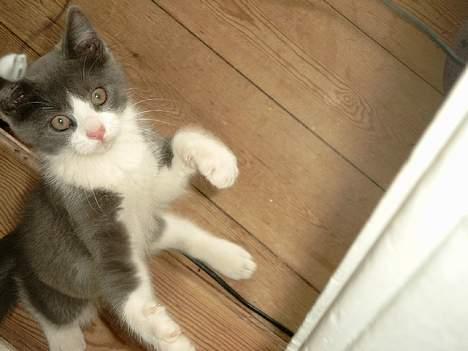 Blanding af racer puller billede 7