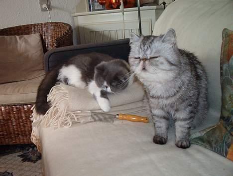 Exotic Ida (Ida er ikke mere) billede 2