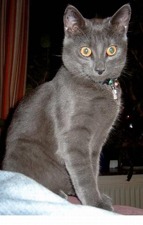 Russian Blue Pelle - Pelle på den dag han blev kastreret og øretatoveret... :( billede 16