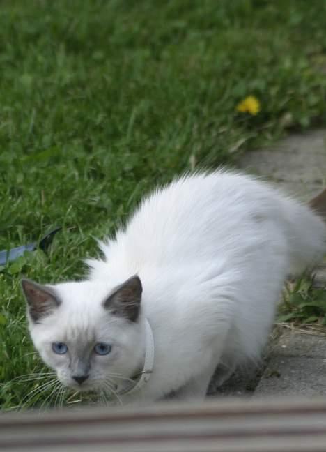 Ragdoll Siline Ajuga - Det er lidt farligt at være ude for første gang billede 11