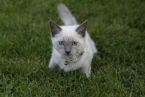 Ragdoll Siline Ajuga - Nu er jeg klar til spilopper, bare kom an små sommerfugle. billede 12