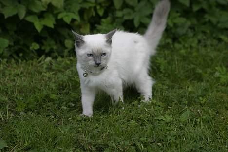 Ragdoll Siline Ajuga - Bare en lille spadseretur. billede 14