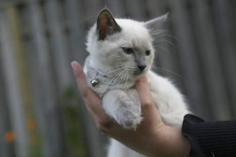 Ragdoll Siline Ajuga - Her ligger man jo meget afslappet som fotomodel billede 16