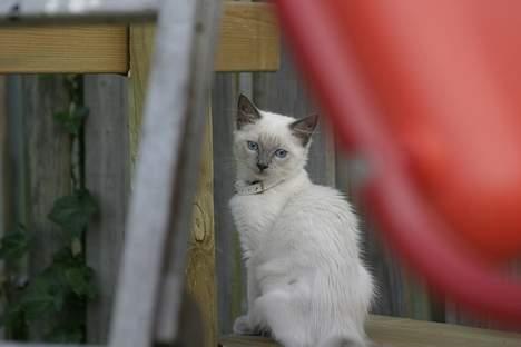 Ragdoll Siline Ajuga - Meget prinsesseagtig stilling :-) billede 17