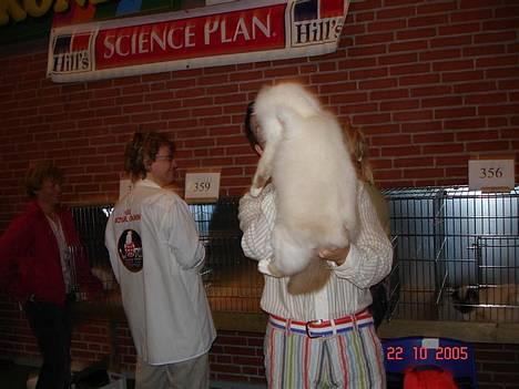 Hellig Birma DK Silky Sox Lupo R.I.P - Den hollandske dommer Alexey bedømmer ham. billede 12