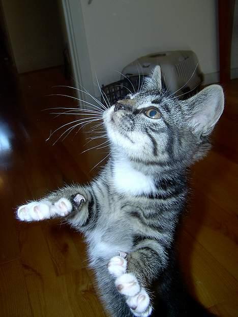 Blanding af racer Fiona billede 2