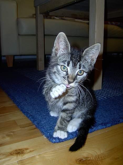 Blanding af racer Fiona billede 3