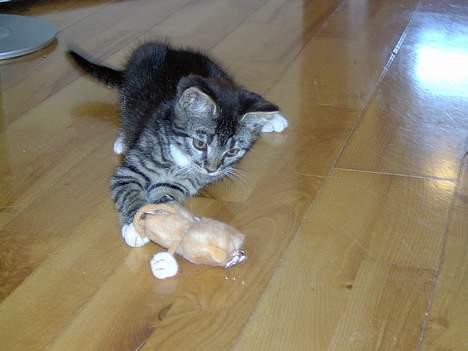 Blanding af racer Fiona billede 4