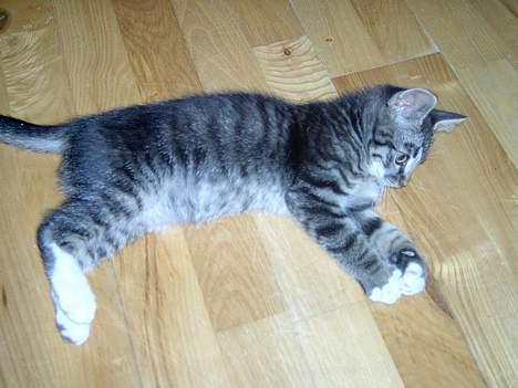 Blanding af racer Fiona billede 5