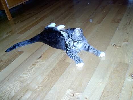 Blanding af racer Fiona billede 6