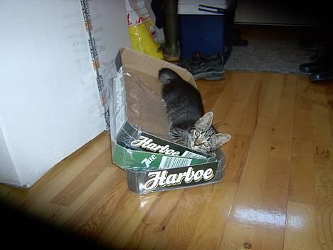 Blanding af racer Fiona billede 7