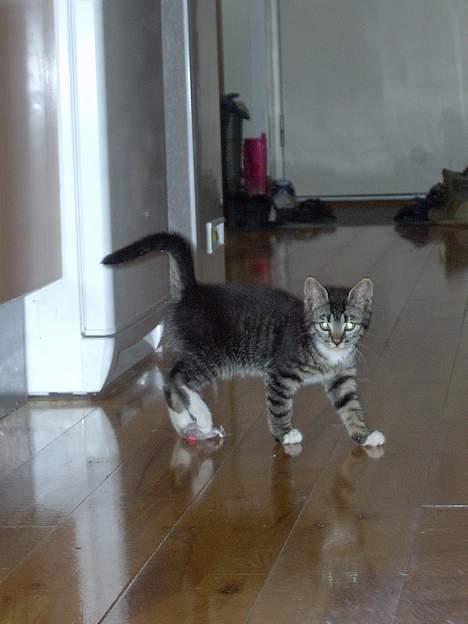 Blanding af racer Fiona billede 8