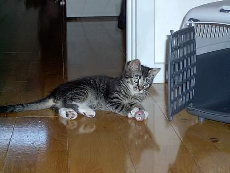 Blanding af racer Fiona billede 9