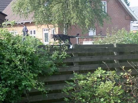 Blanding af racer Fiona billede 10