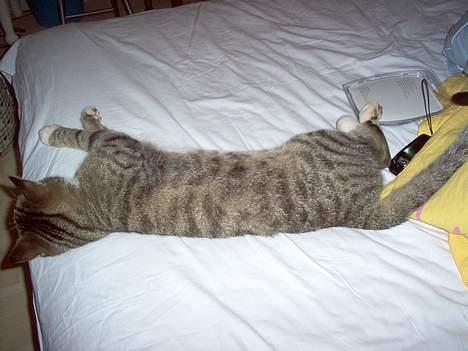 Blanding af racer Sheila billede 5