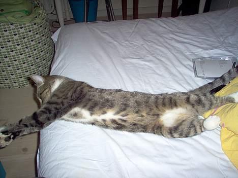 Blanding af racer Sheila billede 6