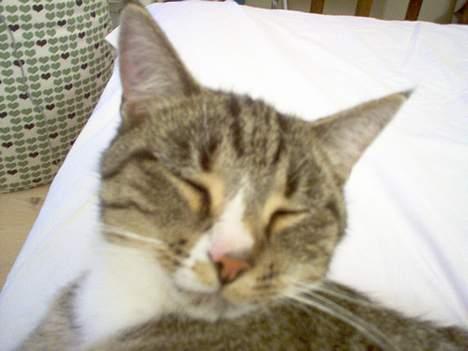 Blanding af racer Sheila billede 7