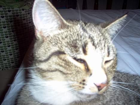 Blanding af racer Sheila billede 8