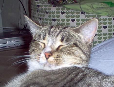 Blanding af racer Sheila billede 9