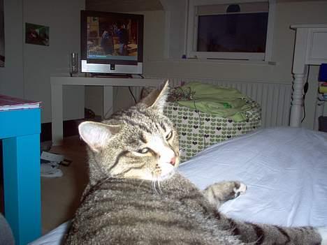 Blanding af racer Sheila billede 10