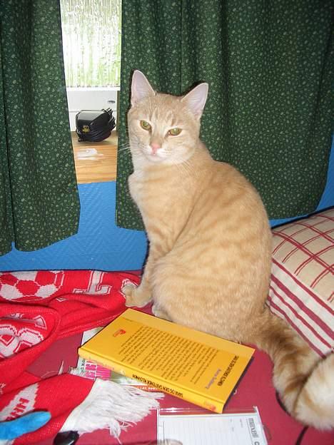 Huskat Tassen billede 18