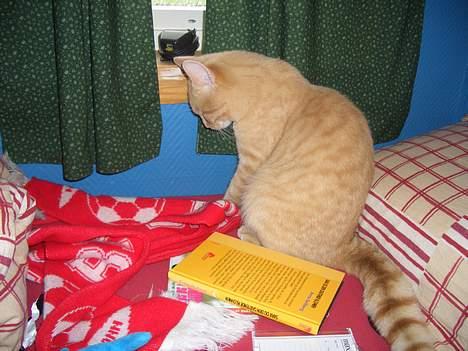 Huskat Tassen billede 20