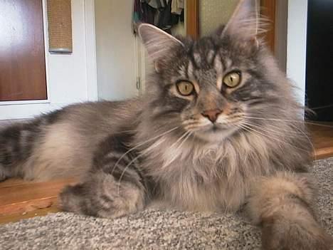 Maine Coon DK Maine Streams BENJAMIN - Jeg er smuk ikk ? billede 11