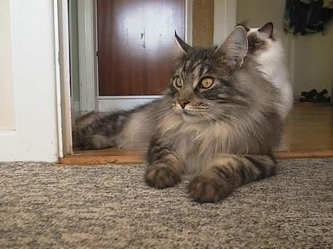 Maine Coon DK Maine Streams BENJAMIN - hehe se ham fede ollie i baggrunden, ham tæsker jeg om lidt... billede 12